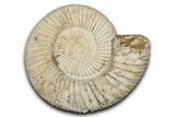 Jurassic Ammonite (Perisphinctes) Fossil - Madagascar #337684-1